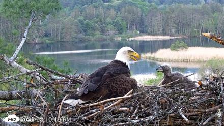 VINS Bald Eagles Nest Live Cams - May 18, 2026, 8:11pm EDT