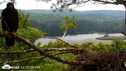 VINS Bald Eagles Nest Live Cams - Jul 16, 2026, 12:36pm EDT