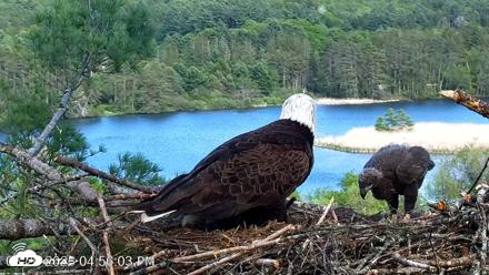 VINS Bald Eagles Nest Live Cams - May 20, 2026, 4:56pm EDT