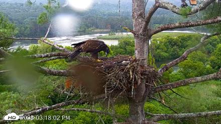 VINS Bald Eagles Nest Live Cams - Jul 29, 2026, 3:18pm EDT
