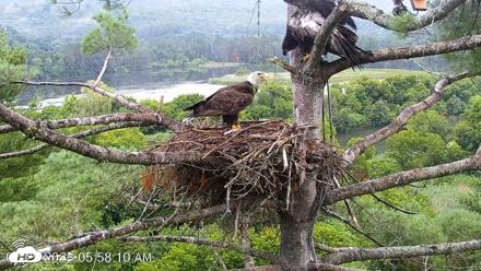 VINS Bald Eagles Nest Live Cams - Jul 29, 2026, 5:58am EDT