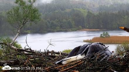 VINS Bald Eagles Nest Live Cams - May 14, 2026, 1:54pm EDT