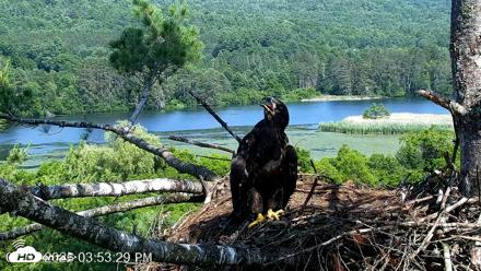 VINS Bald Eagles Nest Live Cams - Jul 2, 2026, 3:54pm EDT