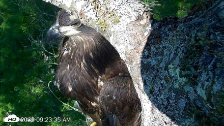 VINS Bald Eagles Nest Live Cams - Jul 27, 2026, 9:24am EDT
