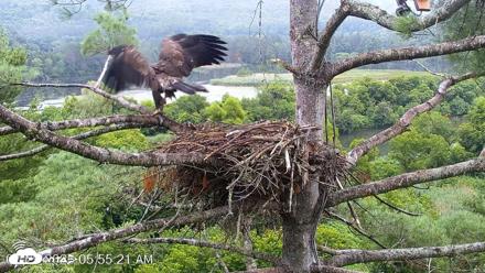 VINS Bald Eagles Nest Live Cams - Jul 29, 2026, 5:56am EDT