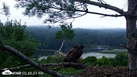 VINS Bald Eagles Nest Live Cams - Aug 9, 2026, 5:49am EDT