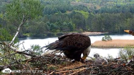 VINS Bald Eagles Nest Live Cams - May 13, 2026, 1:00pm EDT