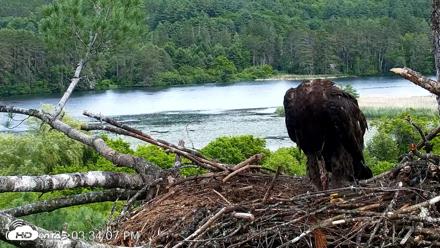 VINS Bald Eagles Nest Live Cams - Jun 23, 2026, 3:35pm EDT