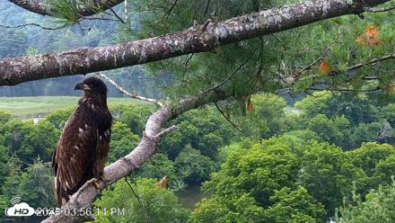 VINS Bald Eagles Nest Live Cams - Jul 21, 2026, 3:57pm EDT