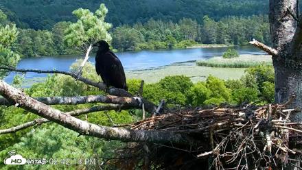 VINS Bald Eagles Nest Live Cams - Jul 22, 2026, 2:42pm EDT