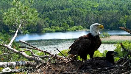 VINS Bald Eagles Nest Live Cams - Jun 16, 2026, 12:27pm EDT