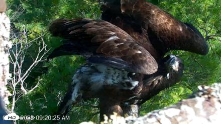 VINS Bald Eagles Nest Live Cams - Jul 26, 2026, 9:22am EDT