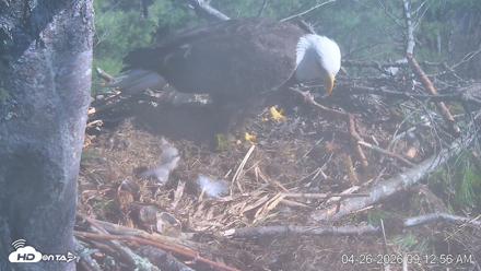 VINS Bald Eagles Nest Live Cams - Apr 26, 2026, 9:13am EDT