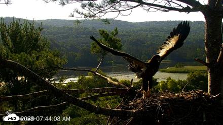 VINS Bald Eagles Nest Live Cams - Jul 17, 2026, 7:44am EDT