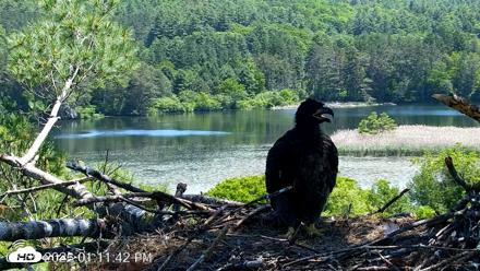 VINS Bald Eagles Nest Live Cams - Jun 9, 2026, 1:12pm EDT