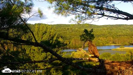 VINS Bald Eagles Nest Live Cams - Jul 19, 2026, 7:08pm EDT