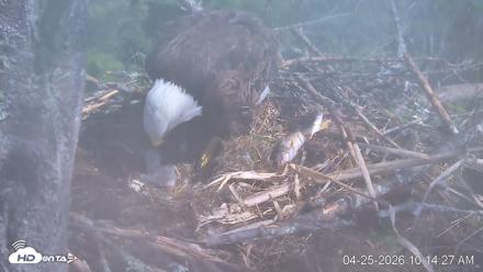VINS Bald Eagles Nest Live Cams - Apr 25, 2026, 10:15am EDT