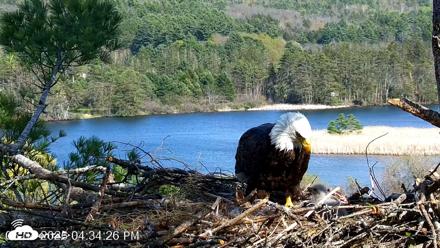 VINS Bald Eagles Nest Live Cams - May 4, 2026, 4:35pm EDT
