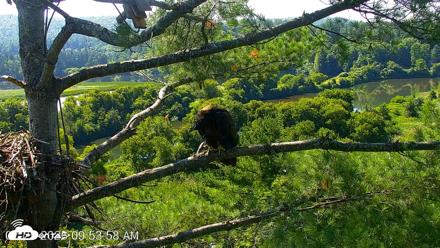 VINS Bald Eagles Nest Live Cams - Jul 25, 2026, 9:56am EDT