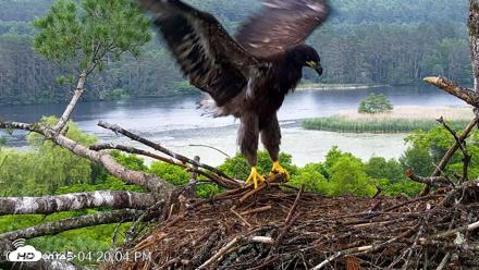 VINS Bald Eagles Nest Live Cams - Jun 26, 2026, 4:21pm EDT