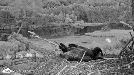 VINS Bald Eagles Nest Live Cams - Jun 27, 2026, 8:51pm EDT