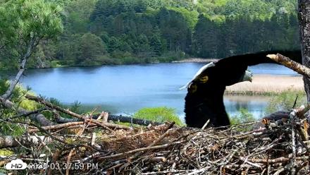 VINS Bald Eagles Nest Live Cams - May 19, 2026, 3:38pm EDT
