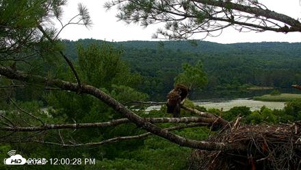 VINS Bald Eagles Nest Live Cams - Jul 18, 2026, 12:01pm EDT