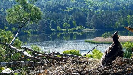 VINS Bald Eagles Nest Live Cams - Jun 3, 2026, 8:15am EDT