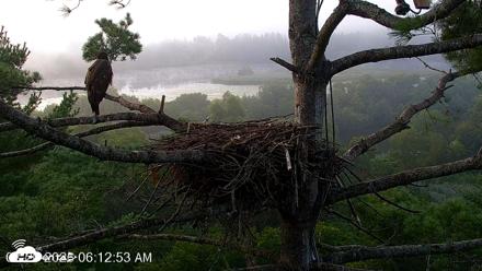 VINS Bald Eagles Nest Live Cams - Aug 20, 2026, 6:13am EDT