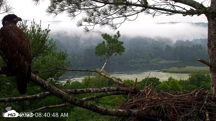 VINS Bald Eagles Nest Live Cams - Jul 15, 2026, 8:41am EDT