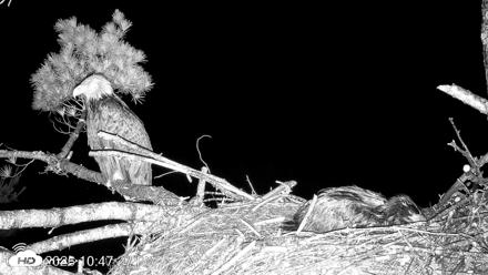 VINS Bald Eagles Nest Live Cams - Jun 22, 2026, 10:48pm EDT