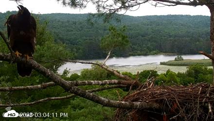 VINS Bald Eagles Nest Live Cams - Jul 15, 2026, 3:04pm EDT