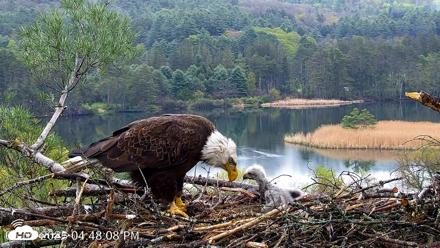 VINS Bald Eagles Nest Live Cams - May 9, 2026, 4:48pm EDT