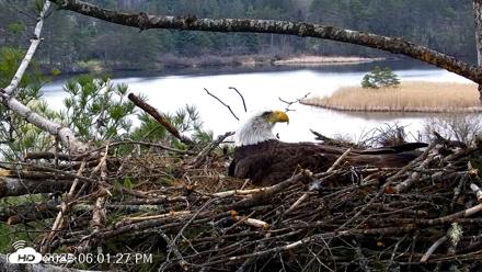 VINS Bald Eagles Nest Live Cams - Apr 22, 2026, 6:02pm EDT