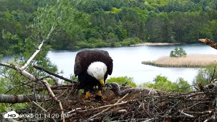 VINS Bald Eagles Nest Live Cams - May 21, 2026, 1:15pm EDT