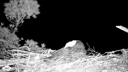 VINS Bald Eagles Nest Live Cams - May 10, 2026, 9:21pm EDT