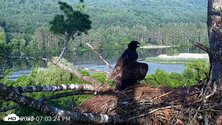 VINS Bald Eagles Nest Live Cams - Jul 2, 2026, 7:04pm EDT
