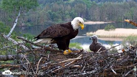 VINS Bald Eagles Nest Live Cams - May 18, 2026, 8:09pm EDT