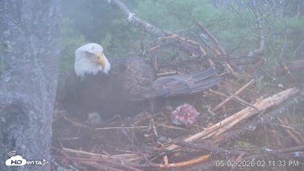 VINS Bald Eagles Nest Live Cams - May 2, 2026, 2:12pm EDT
