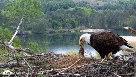 VINS Bald Eagles Nest Live Cams - May 13, 2026, 9:48am EDT