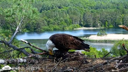VINS Bald Eagles Nest Live Cams - Jun 5, 2026, 3:05pm EDT