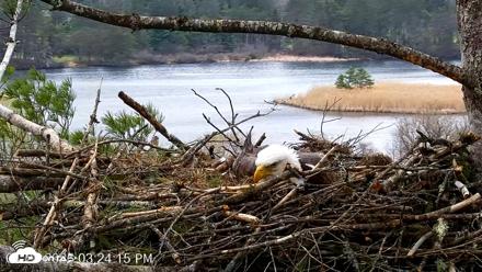 VINS Bald Eagles Nest Live Cams - Apr 22, 2026, 3:24pm EDT