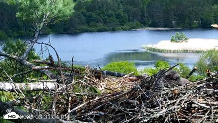 VINS Bald Eagles Nest Live Cams - May 25, 2026, 3:32pm EDT