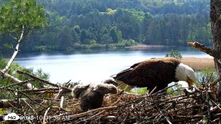 VINS Bald Eagles Nest Live Cams - May 19, 2026, 10:02am EDT