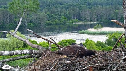 VINS Bald Eagles Nest Live Cams - Jun 25, 2026, 2:39pm EDT