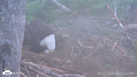 VINS Bald Eagles Nest Live Cams - Apr 22, 2026, 6:30pm EDT