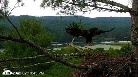 VINS Bald Eagles Nest Live Cams - Jul 7, 2026, 2:12pm EDT
