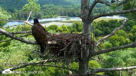 VINS Bald Eagles Nest Live Cams - Aug 12, 2026, 1:31pm EDT