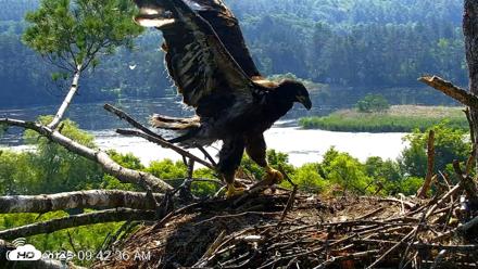 VINS Bald Eagles Nest Live Cams - Jun 29, 2026, 9:43am EDT