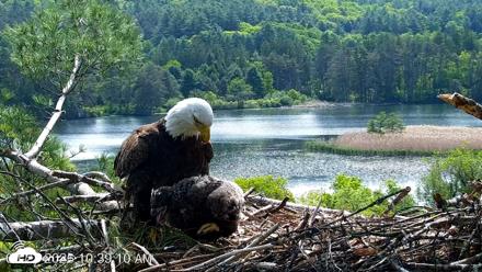 VINS Bald Eagles Nest Live Cams - May 27, 2026, 10:39am EDT